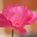 Pink Poppy by seattlite