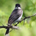 Eastern Kingbird by sunnygreenwood