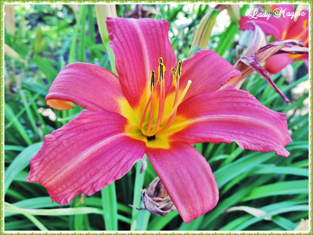Just a Garden Lily by ladymagpie