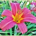 Just a Garden Lily by ladymagpie