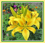 24th Jul 2016 - Yellow lillies and Summer plants.