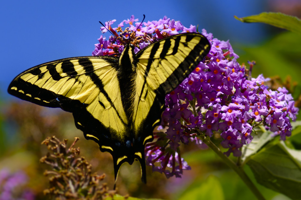 Swallowtail Spreads His Wings  by jgpittenger