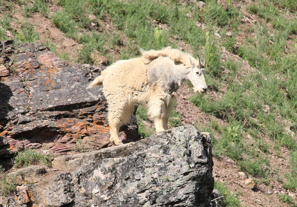 Mountain Goat. by hellie
