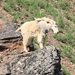 Mountain Goat. by hellie