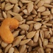 One nut, many seeds by granagringa