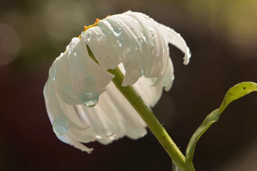 White daisy with drops of ice blue by ziggy77