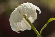 24th Jul 2016 - White daisy with drops of ice blue