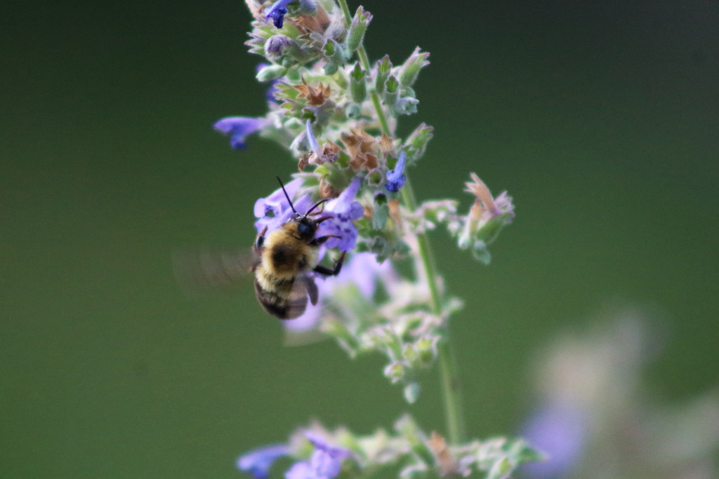 Bee On Flower by randy23