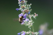 24th Jul 2016 - Bee On Flower
