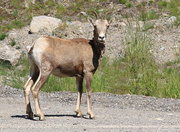 28th Jun 2016 - Prong Horned Antelope.