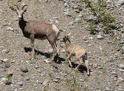 29th Jun 2016 - Prong Horned Antelope.