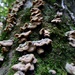 More fungus... by julienne1