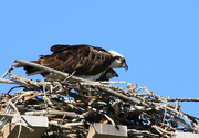30th Jun 2016 -  Osprey and baby
