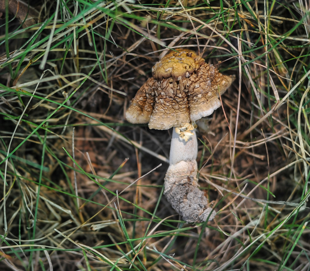 Fallen Mushroom by loweygrace
