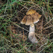 Fallen Mushroom by loweygrace