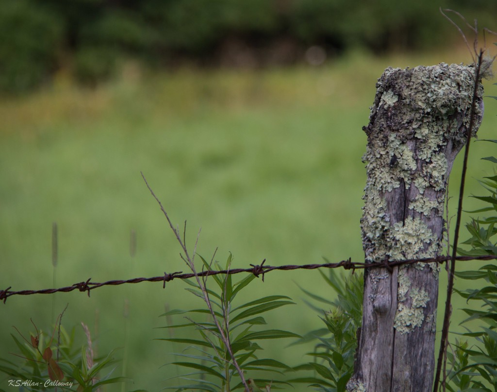 barbed wire by randystreat