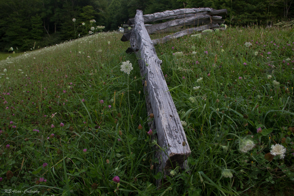 split rail fence with wildflowers by randystreat
