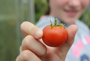 18th Jul 2016 - Homegrown Tomato