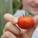 Homegrown Tomato by cookingkaren