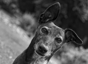24th Jul 2016 - Whippet Expression 