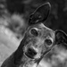 Whippet Expression  by phil_howcroft