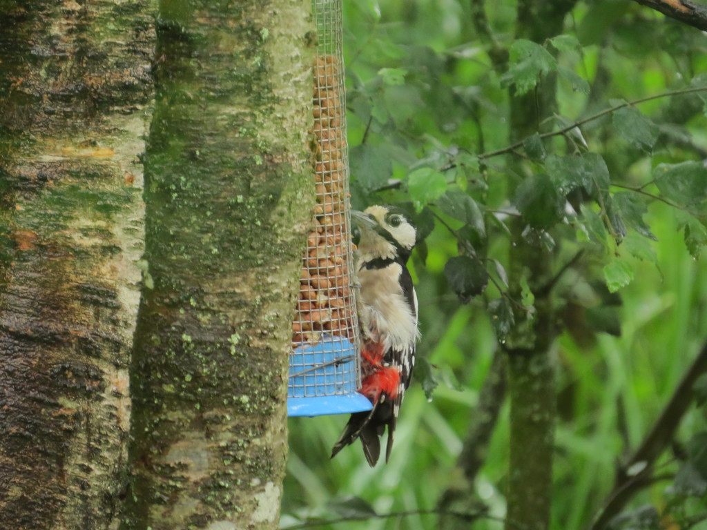 Woodpecker! by alia_801