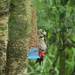 Woodpecker! by alia_801