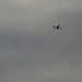 Gannet in flight by alia_801