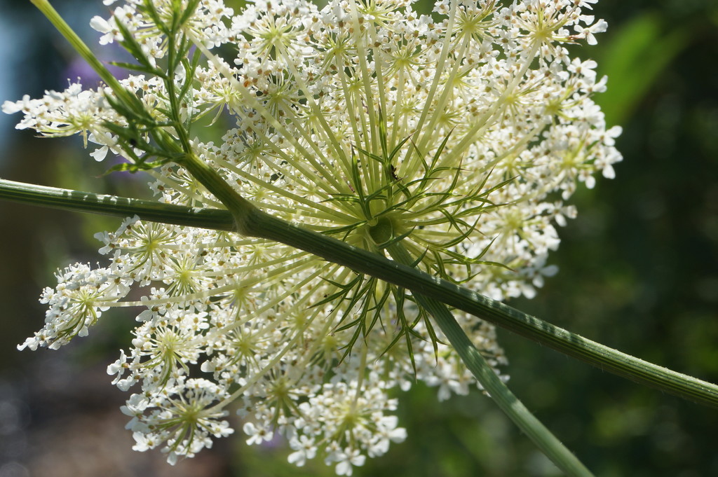 Queen Anne's Lace From The Back. by meotzi