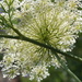 Queen Anne's Lace From The Back. by meotzi