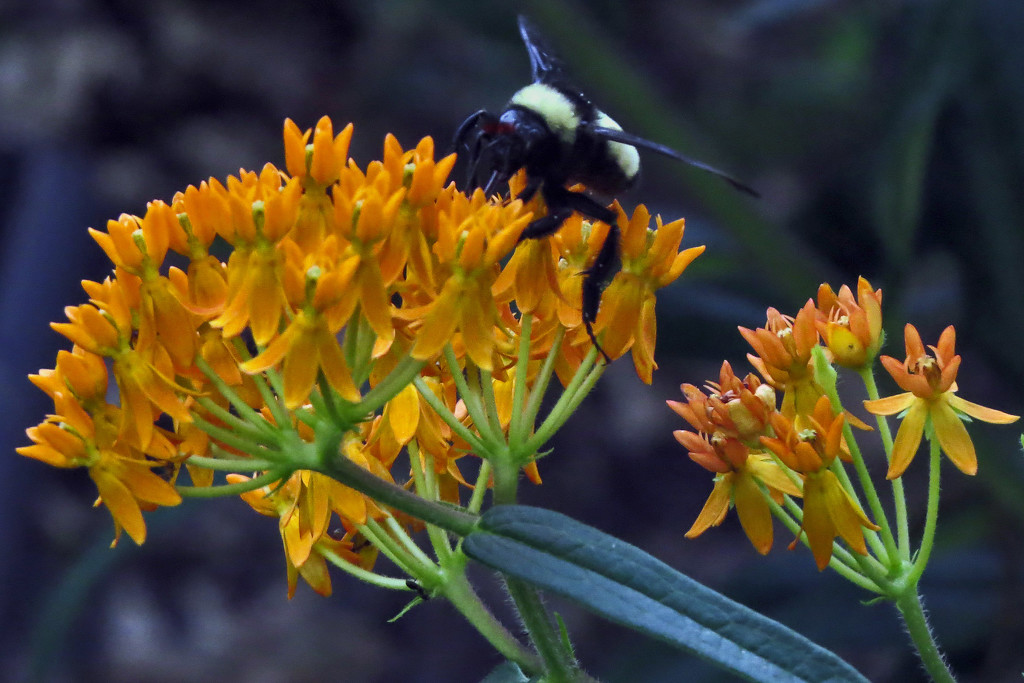 Only Visitor to the Milkweed by milaniet