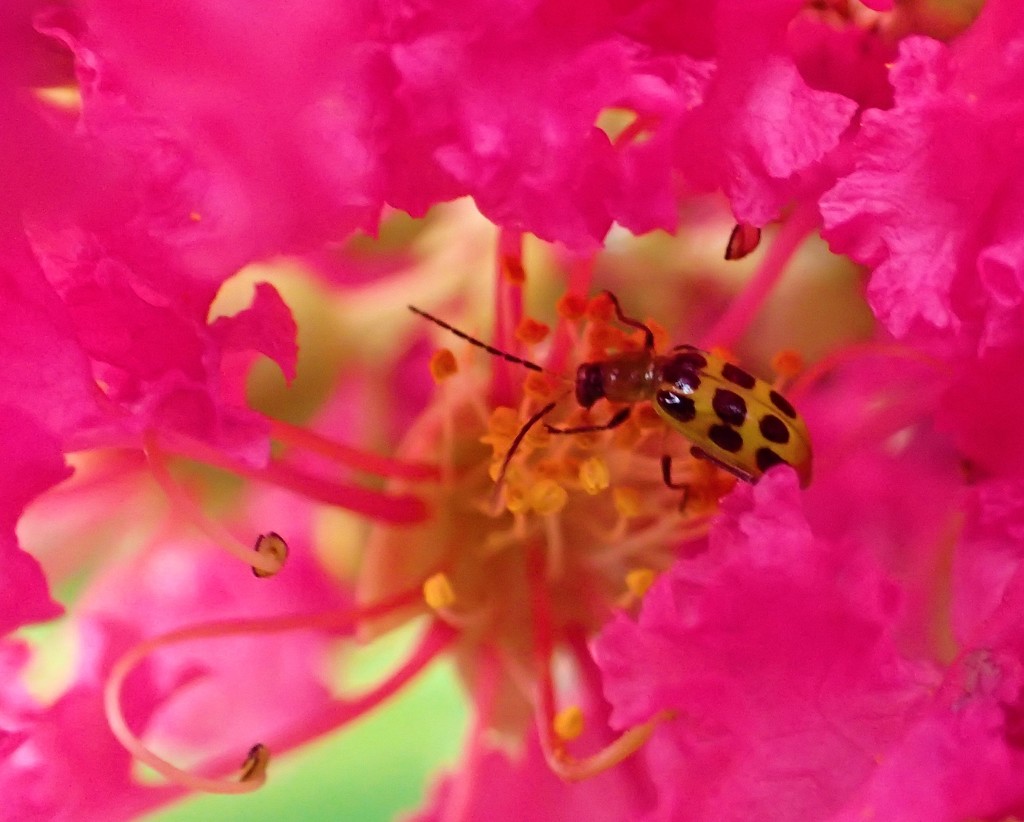 Spotted Cucumber Beetle in the Crepe Myrtle by cjwhite