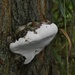 Strange Fungal Growth On a Tree by bjchipman