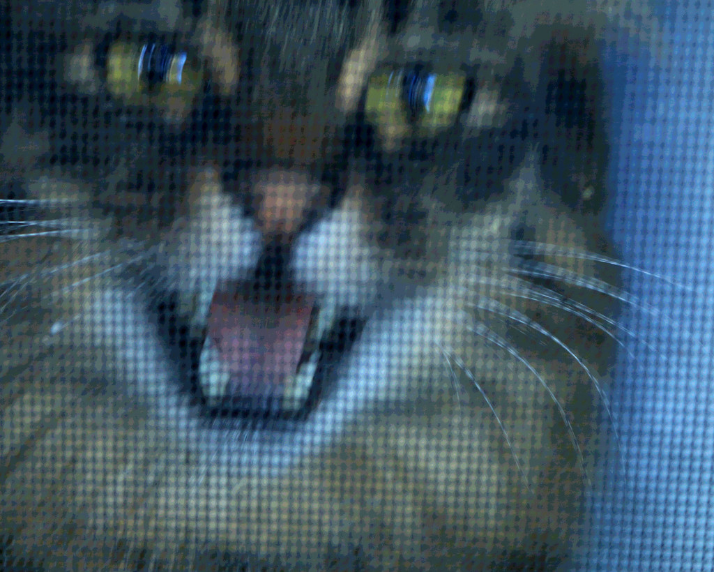 Screaming screen kitty by nanderson