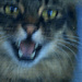 Screaming screen kitty by nanderson