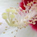 Hibiscus by daisymiller