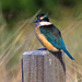 New Zealand kingfisher by maureenpp