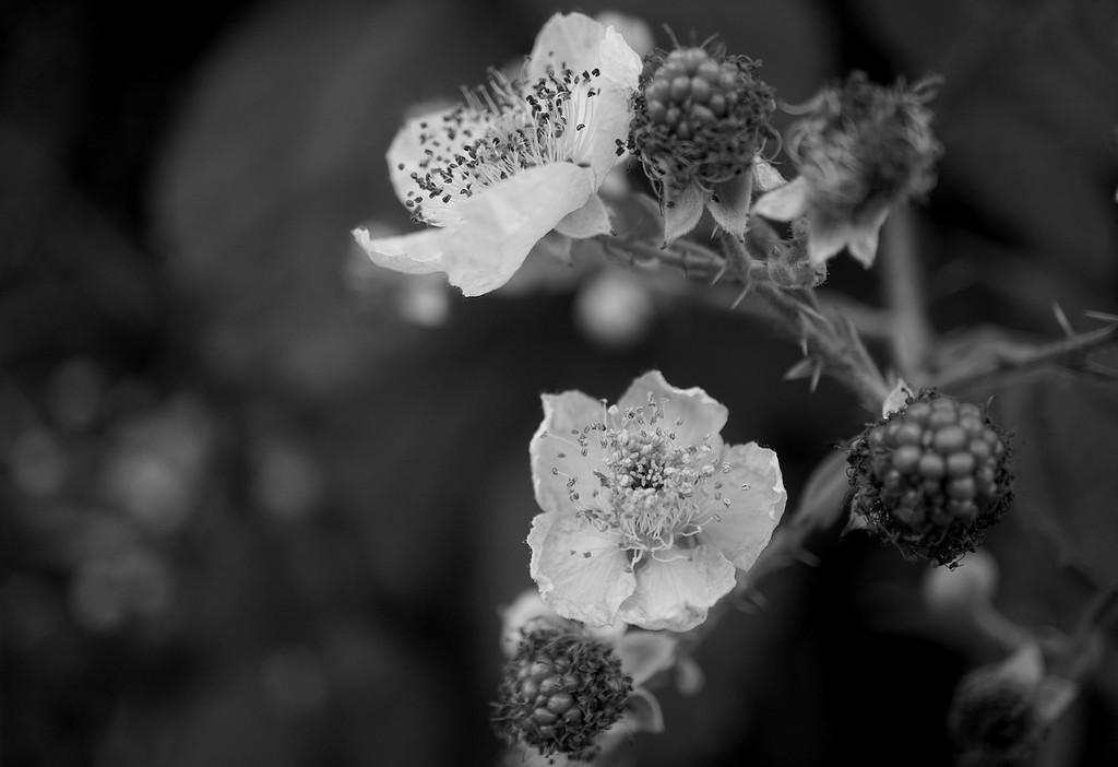 the blackberry bush by quietpurplehaze