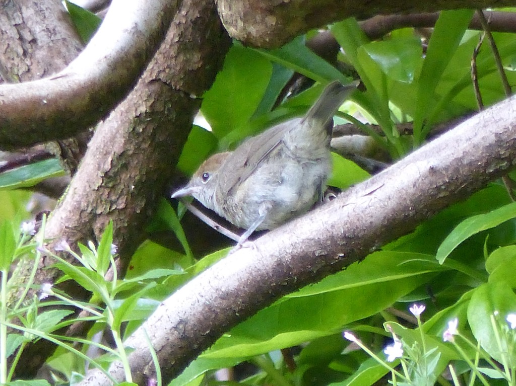  Juvenile Female blackcap by susiemc