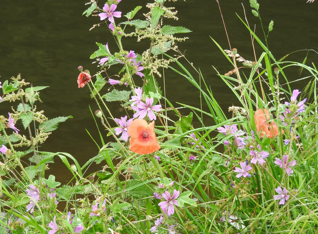 Flowers by the Trent by oldjosh