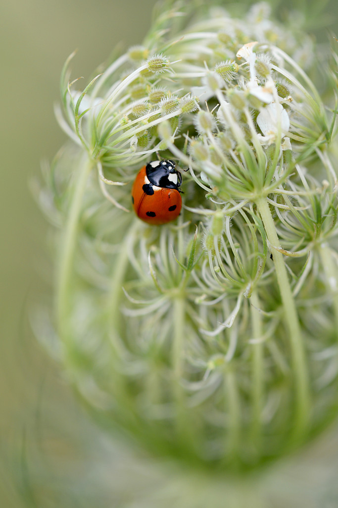 Ladybug on Queen Anne's Lace! by fayefaye