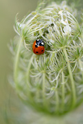 25th Jul 2016 - Ladybug on Queen Anne's Lace!