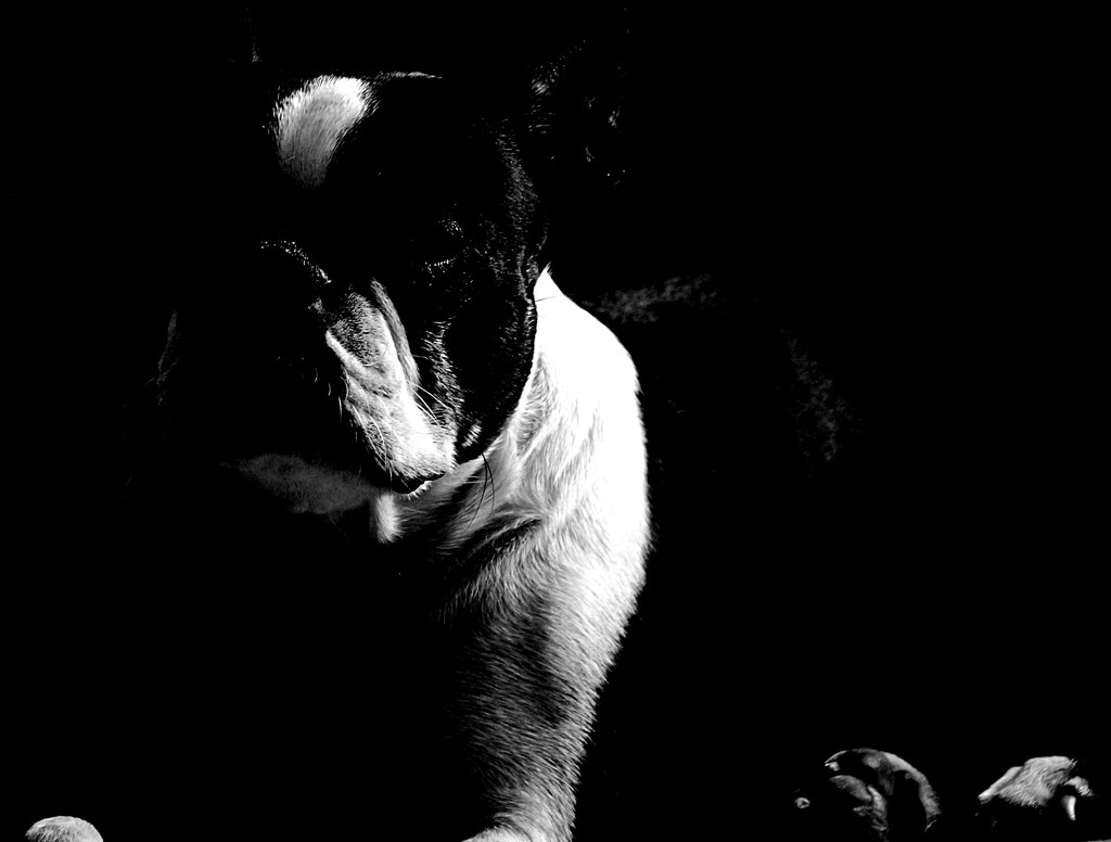 A B&W of a black and white grand-dog by kiwinanna