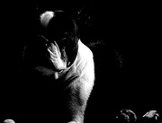 22nd Jul 2016 - A B&W of a black and white grand-dog