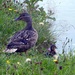 Mother Duck by cmp