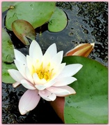 26th Jul 2016 - Water lily 