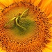 Fibonacci Display by sunnygreenwood