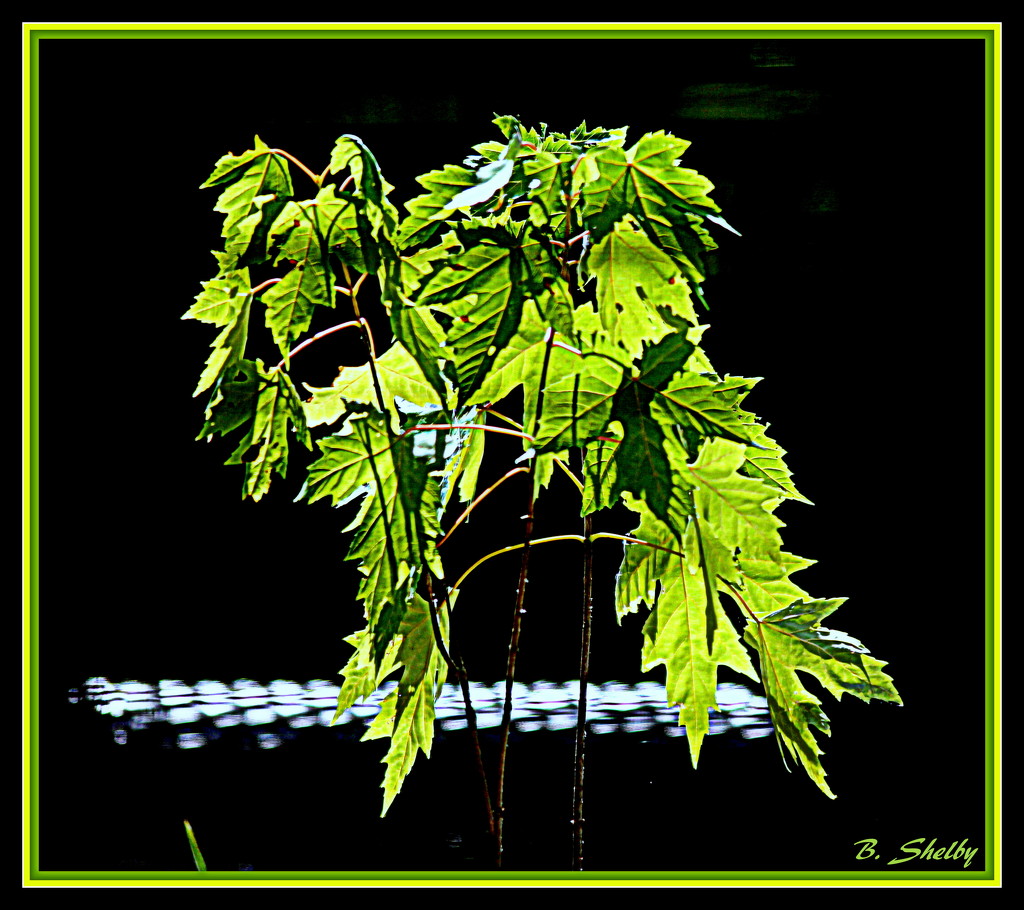 Potted Maple by vernabeth