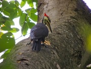 22nd Sep 2014 - Pileated Woodpecker