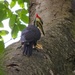 Pileated Woodpecker by sunnygreenwood